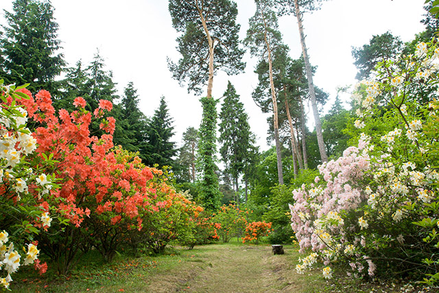 Zdjęcie przedstawia ścieżkę pośród kwiecistych krzewów i drzew różnych gatunków.
